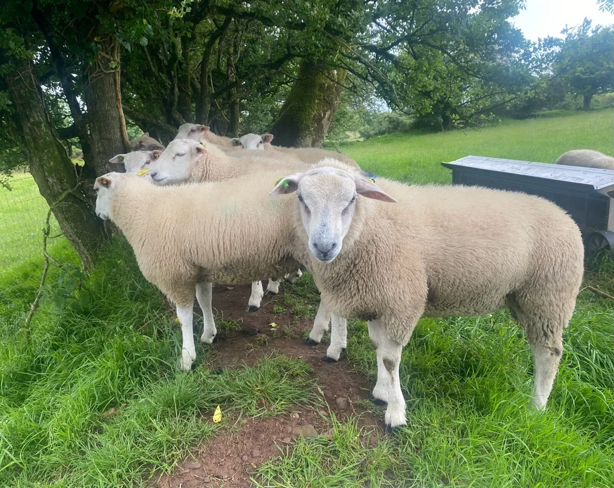 Ram lambs - Image 3