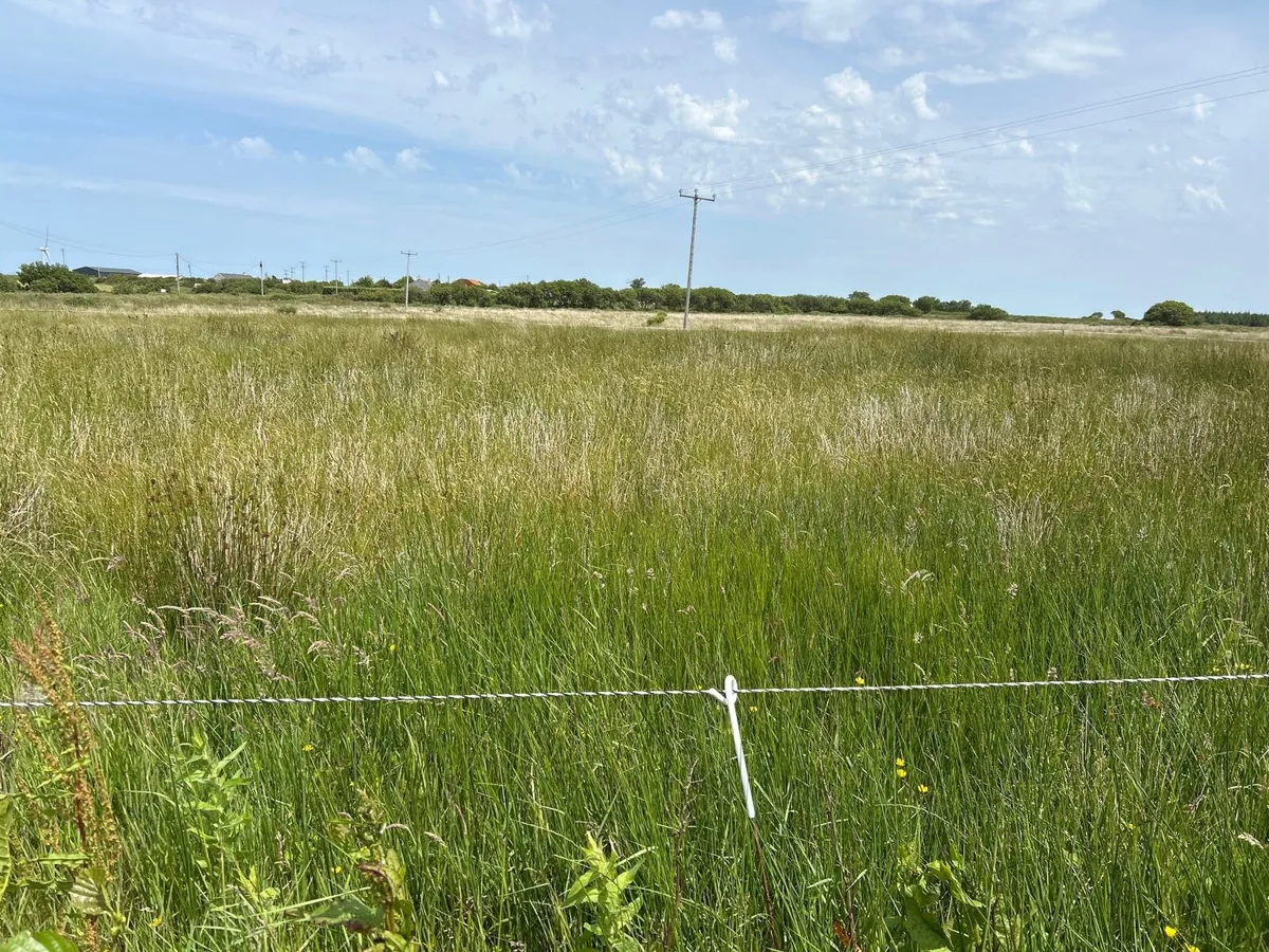 Rushy field available to cut for bedding - Image 1