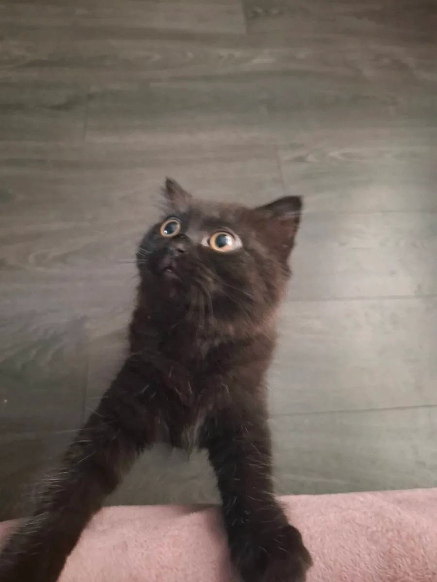 Cats - Image 3