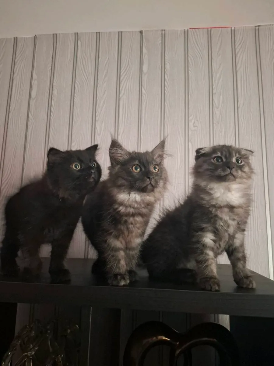 Cats - Image 1