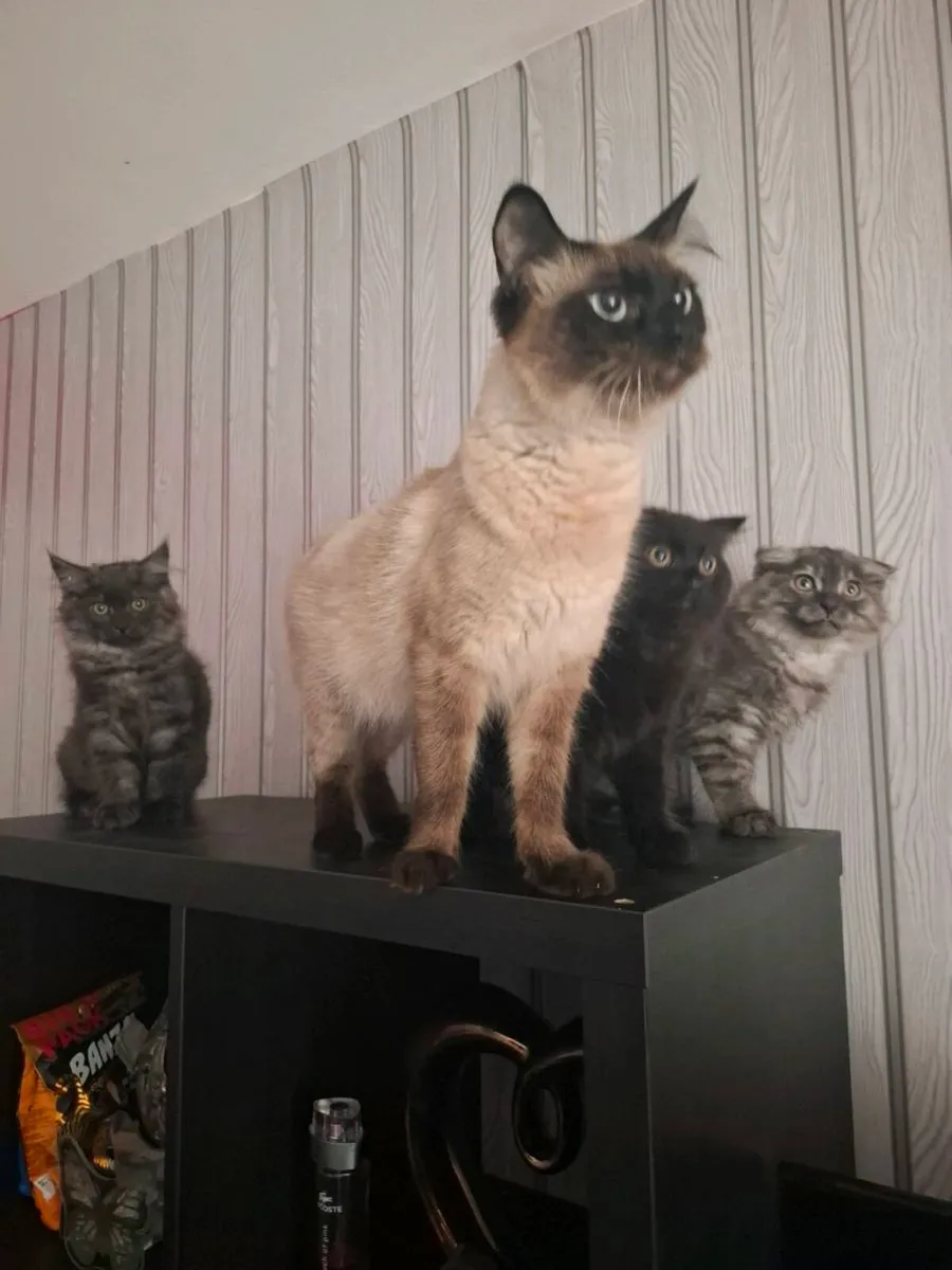 Cats - Image 2