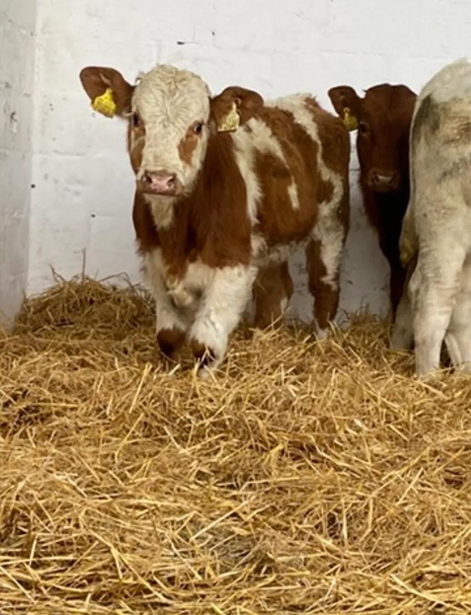 TOP QUALITY SUCK CALVES AND RUNNERS - Image 2