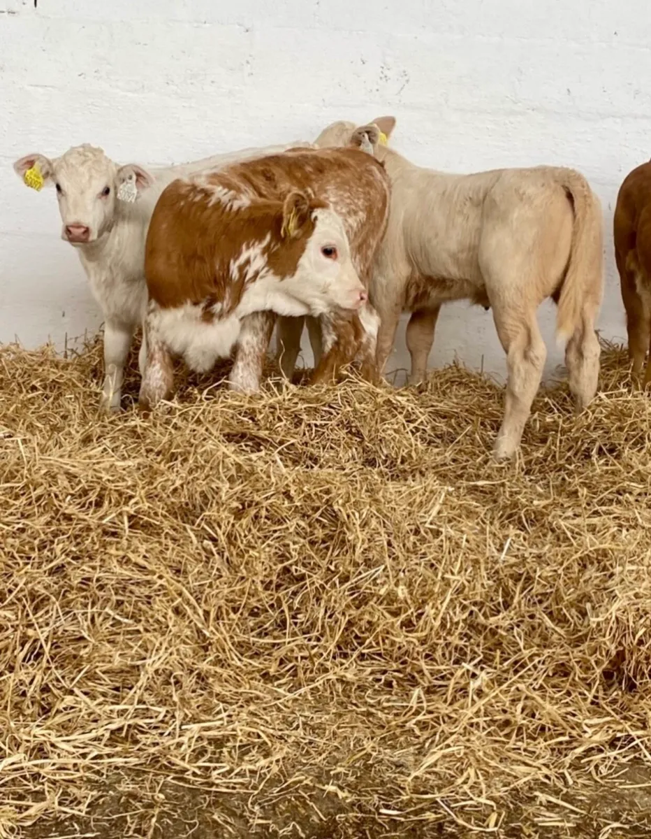 TOP QUALITY SUCK CALVES AND RUNNERS - Image 3