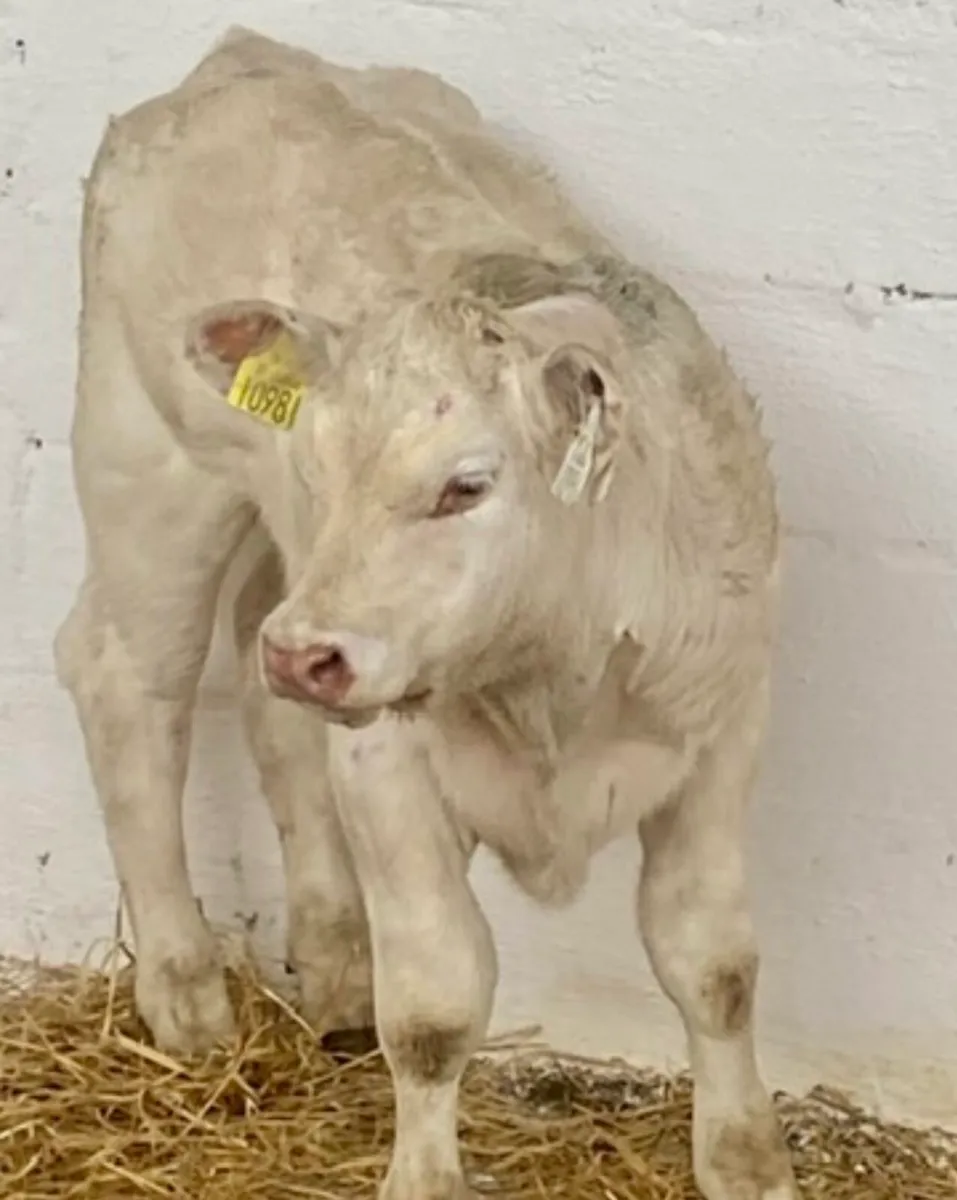 TOP QUALITY SUCK CALVES AND RUNNERS - Image 4