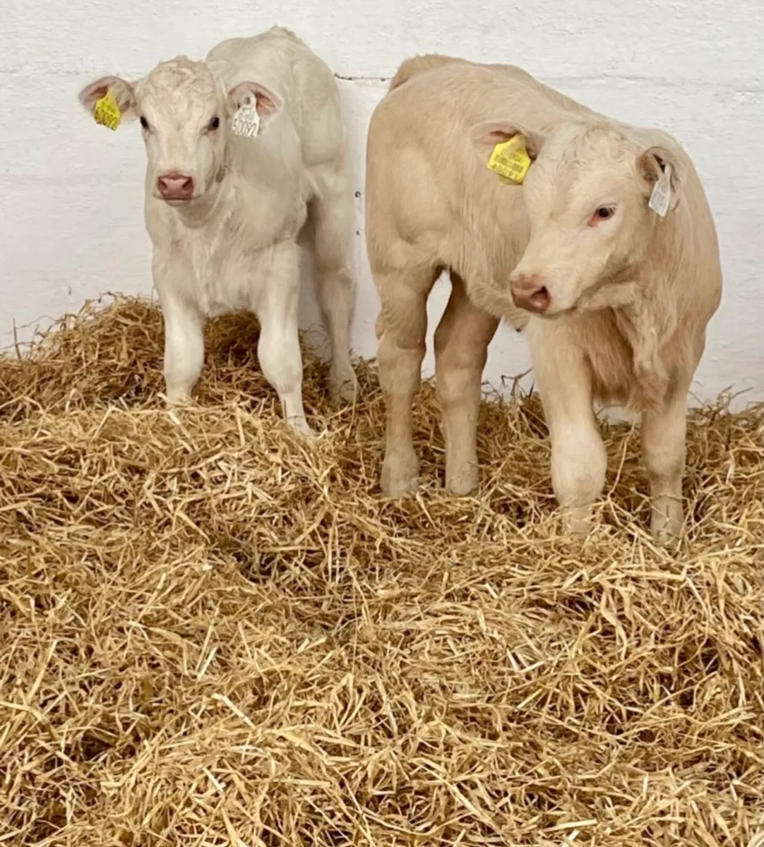 TOP QUALITY SUCK CALVES AND RUNNERS - Image 1