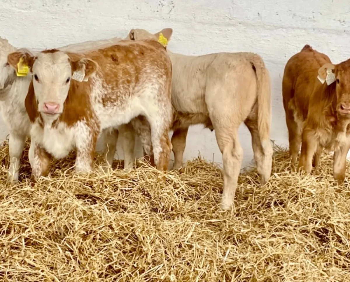 TOP QUALITY SUCK CALVES AND RUNNERS - Image 1