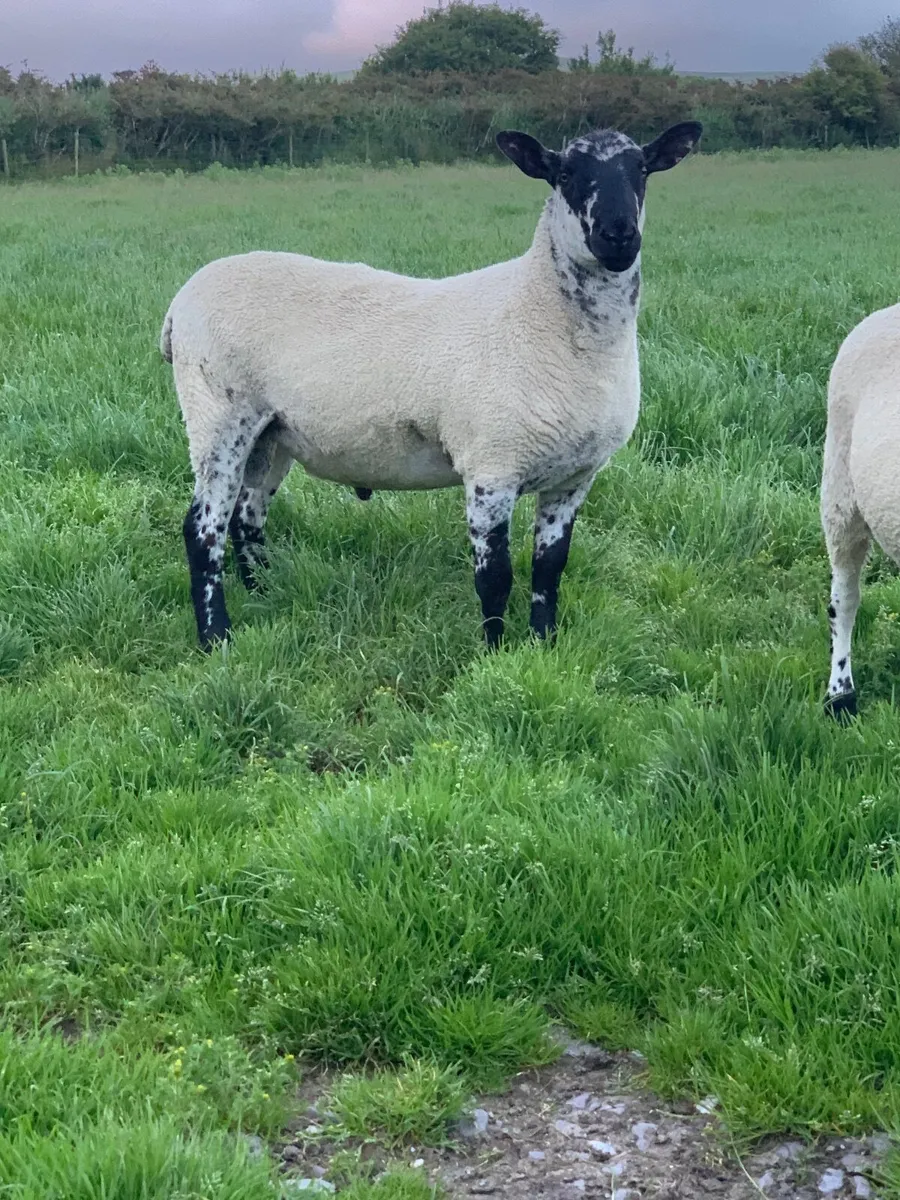 Milford Shearling Ram. - Image 2