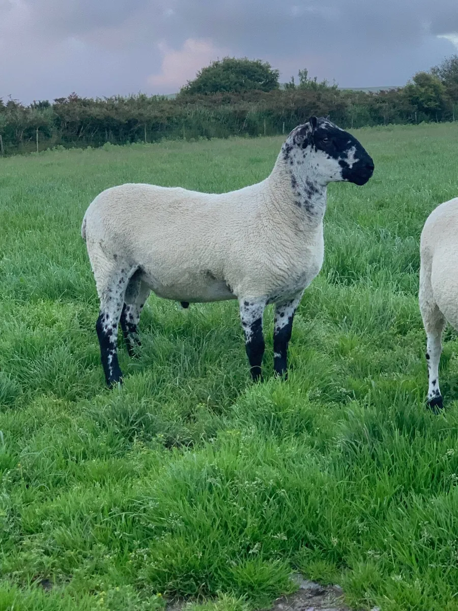 Milford Shearling Ram. - Image 3