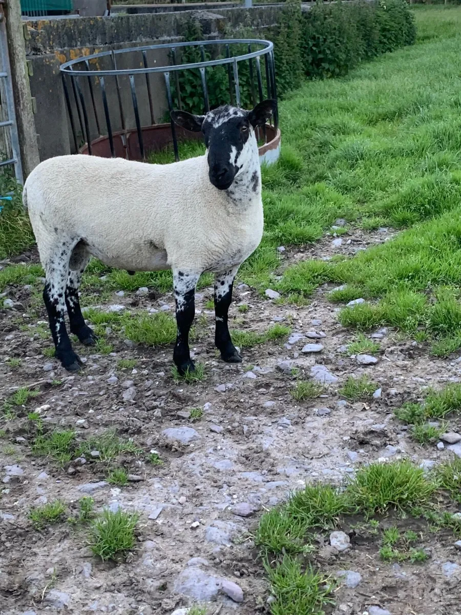 Milford Shearling Ram. - Image 4