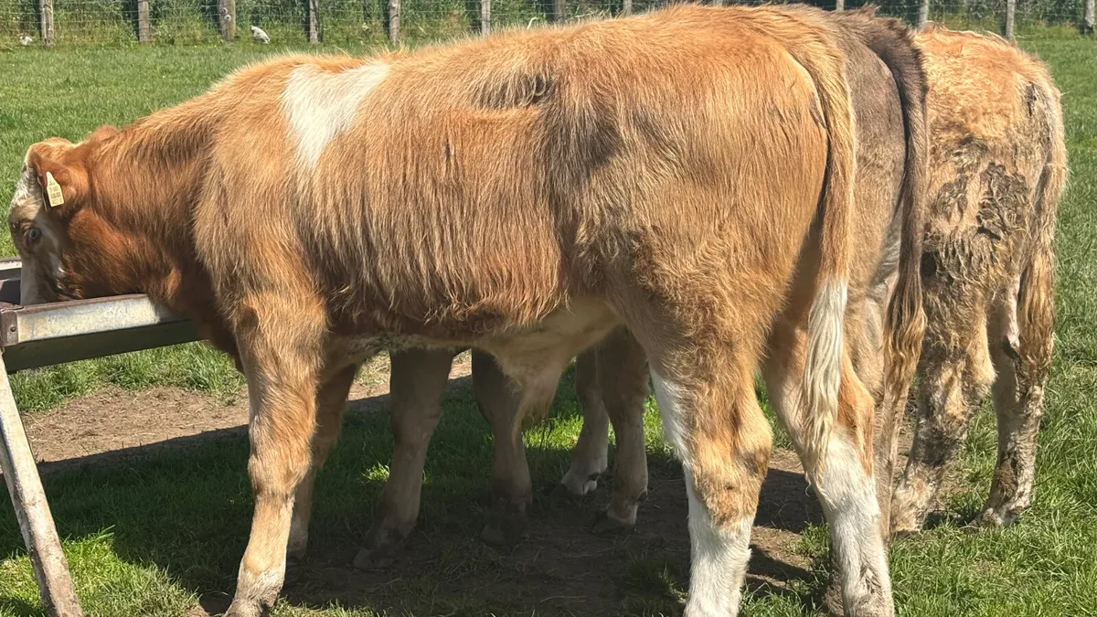 3 Charolais Bull Wealings - Image 2