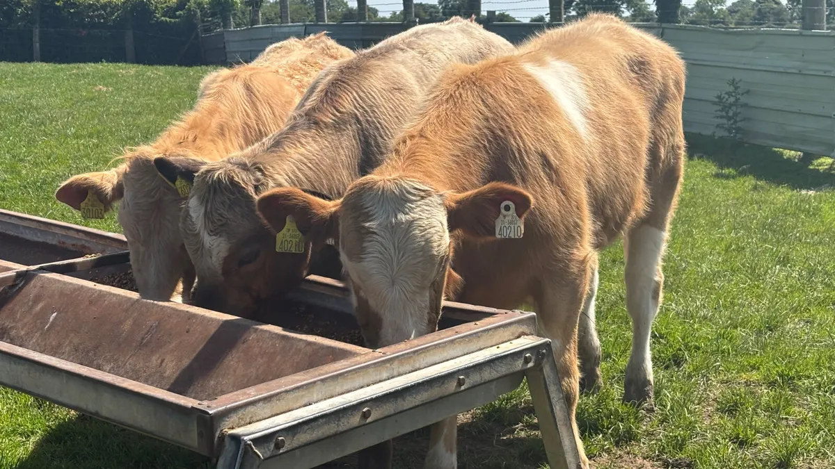 3 Charolais Bull Wealings - Image 1