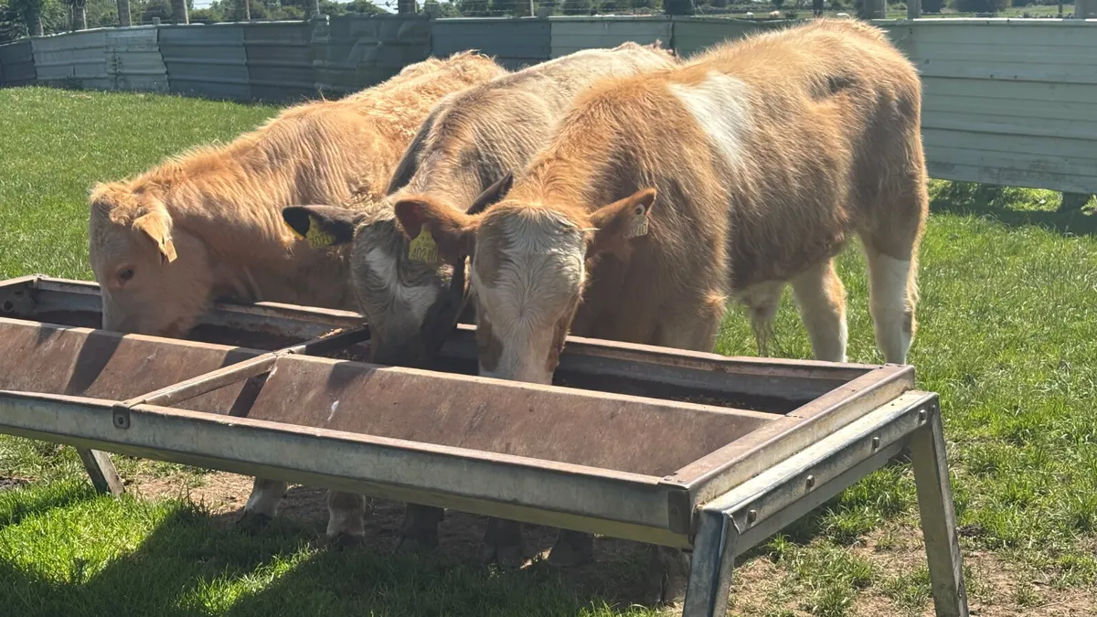 3 Charolais Bull Wealings - Image 3