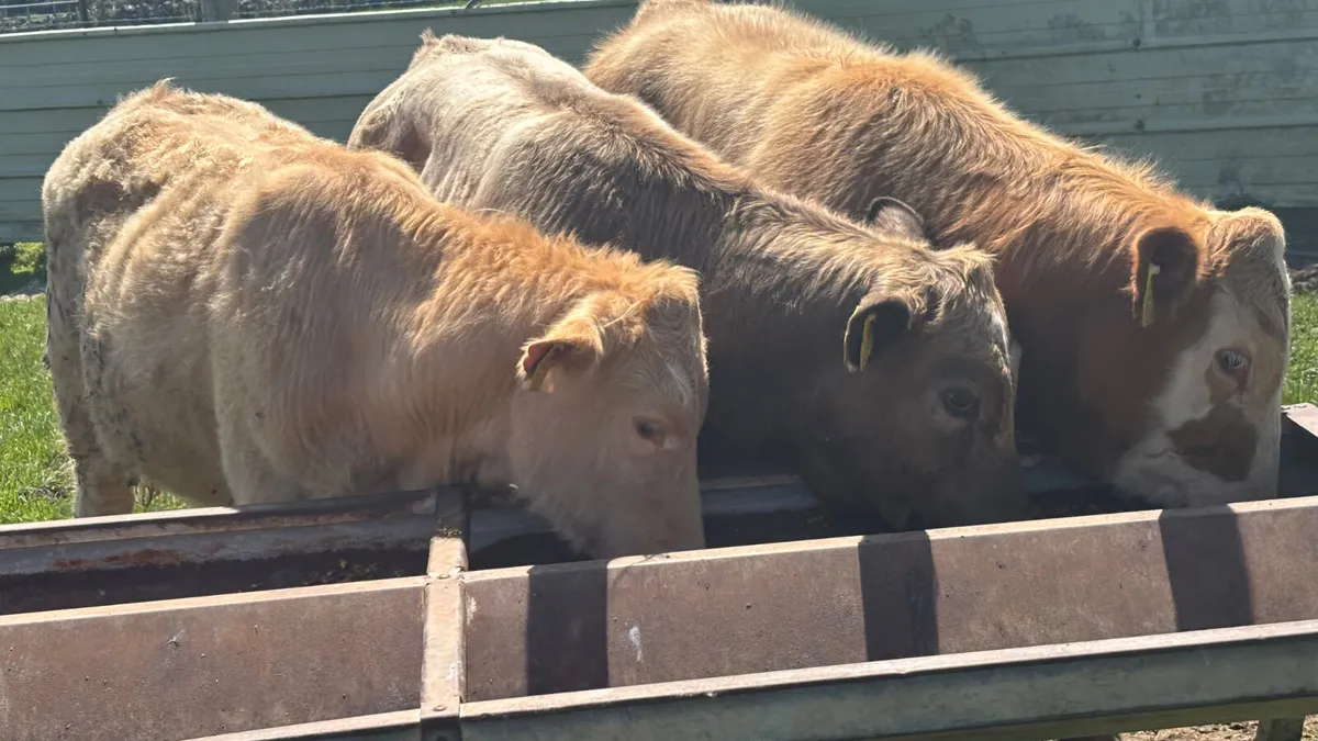 3 Charolais Bull Wealings - Image 4