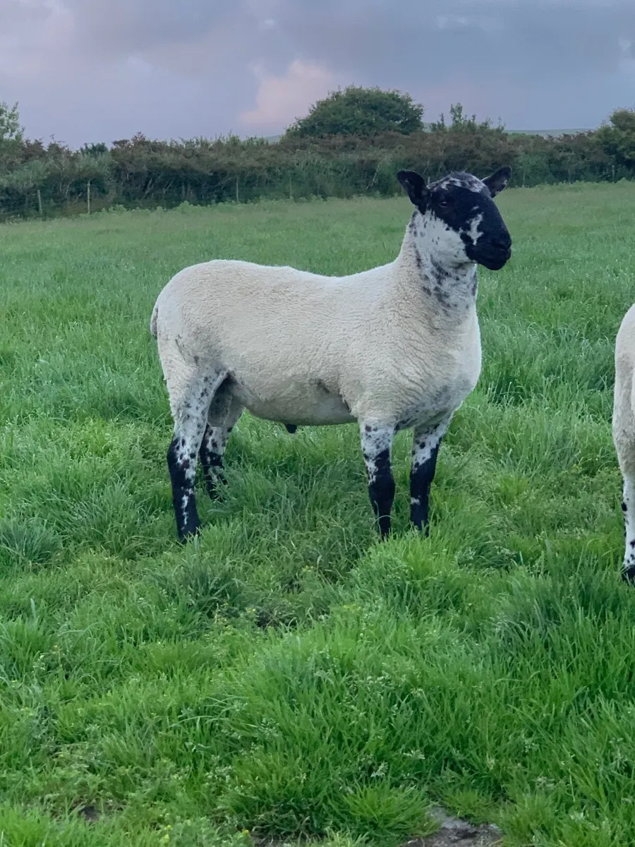 Milford Shearling Ram. - Image 1
