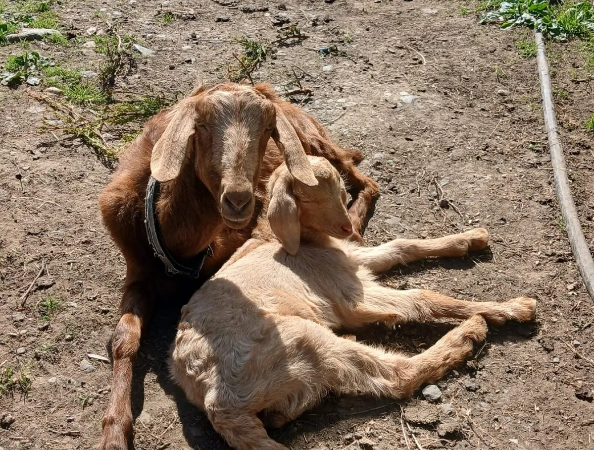 1 Female Anglo Nubian and a kid - Image 1