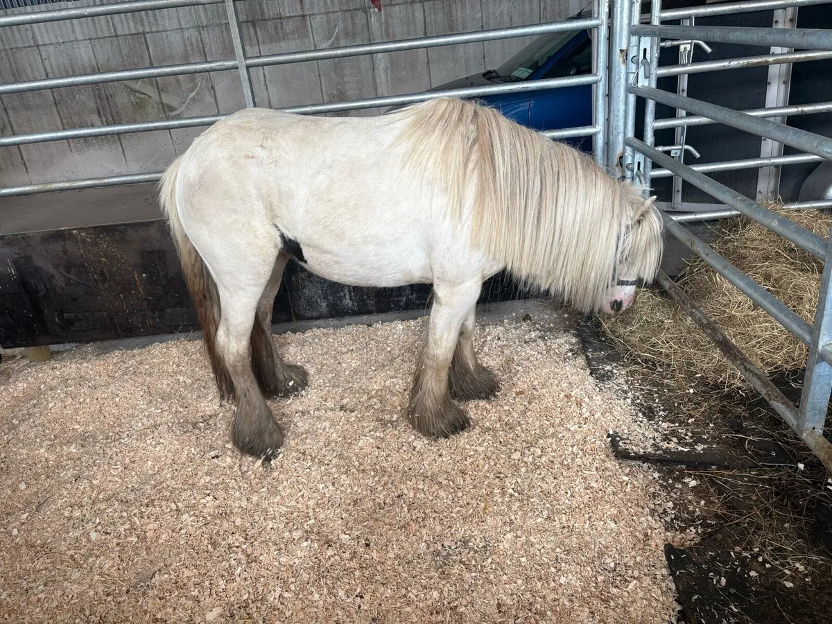 🌸4 Year Old 12H Ride & Drive Mare🌸 - Image 2