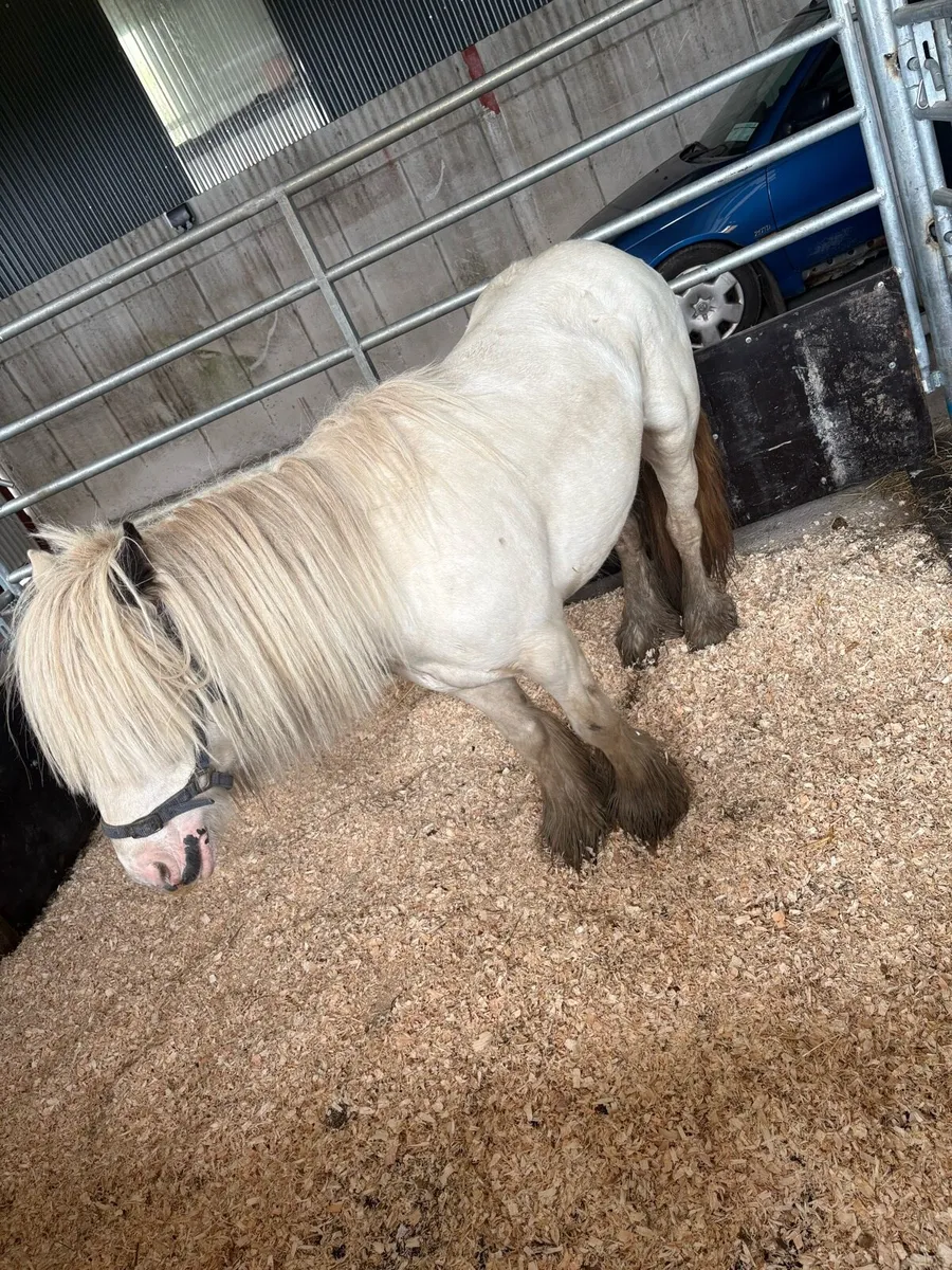 🌸4 Year Old 12H Ride & Drive Mare🌸 - Image 3