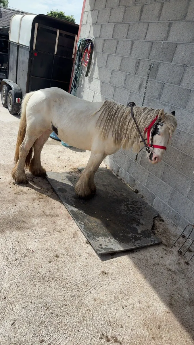 🌸4 Year Old 12H Ride & Drive Mare🌸 - Image 4