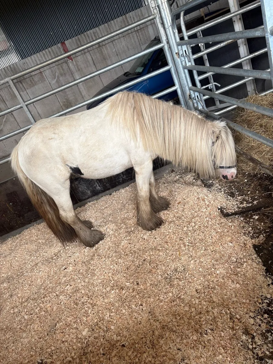 🌸4 Year Old 12H Ride & Drive Mare🌸 - Image 1