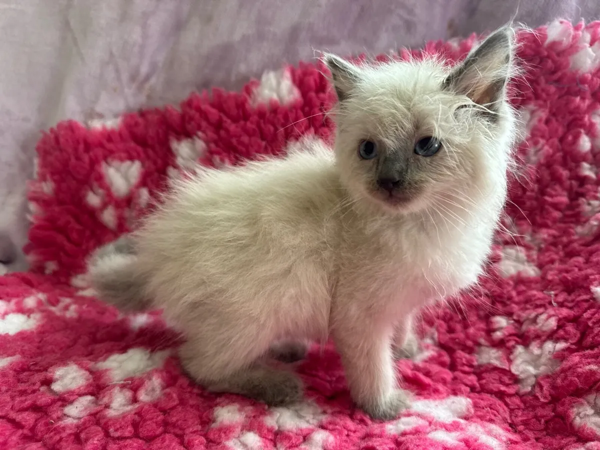 Purebred Ragdoll kittens - Image 2