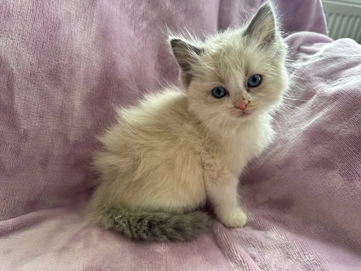 Purebred Ragdoll kittens - Image 3