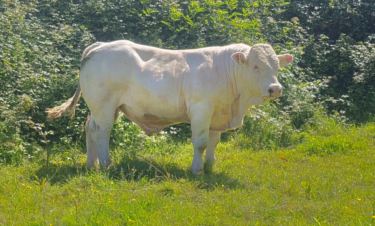 🌟🌟Pedigree Charolais Bull🌟🌟 - Image 2