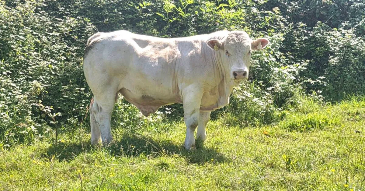 🌟🌟Pedigree Charolais Bull🌟🌟 - Image 1