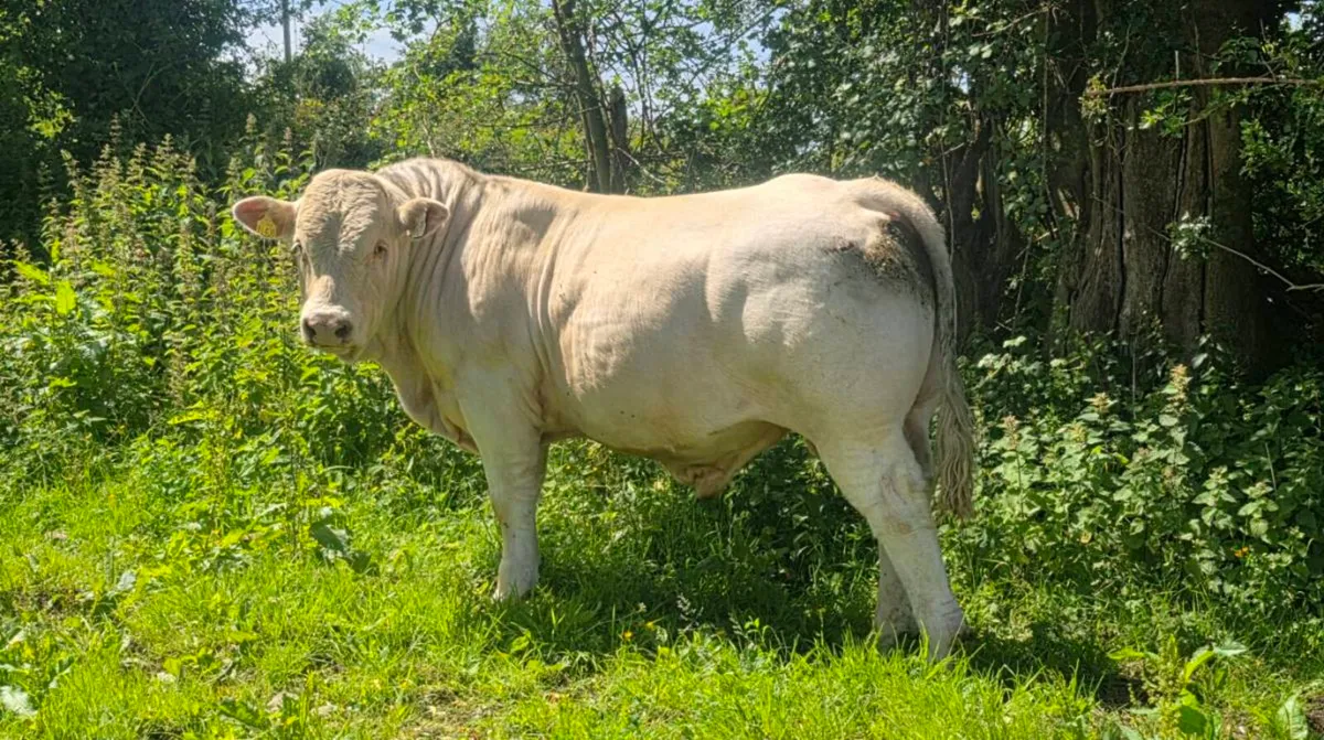 🌟🌟Pedigree Charolais Bull🌟🌟 - Image 3