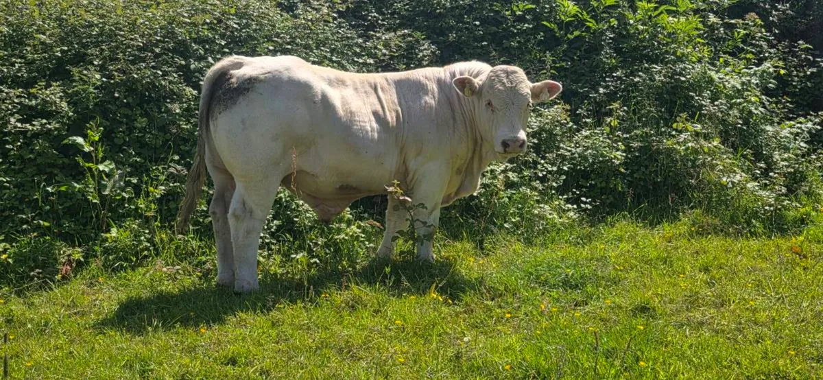 🌟🌟Pedigree Charolais Bull🌟🌟 - Image 4