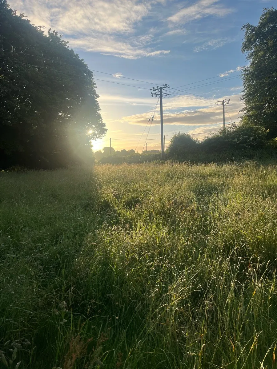 Grass - Image 1
