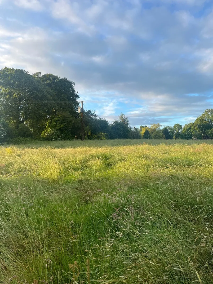 Grass - Image 2
