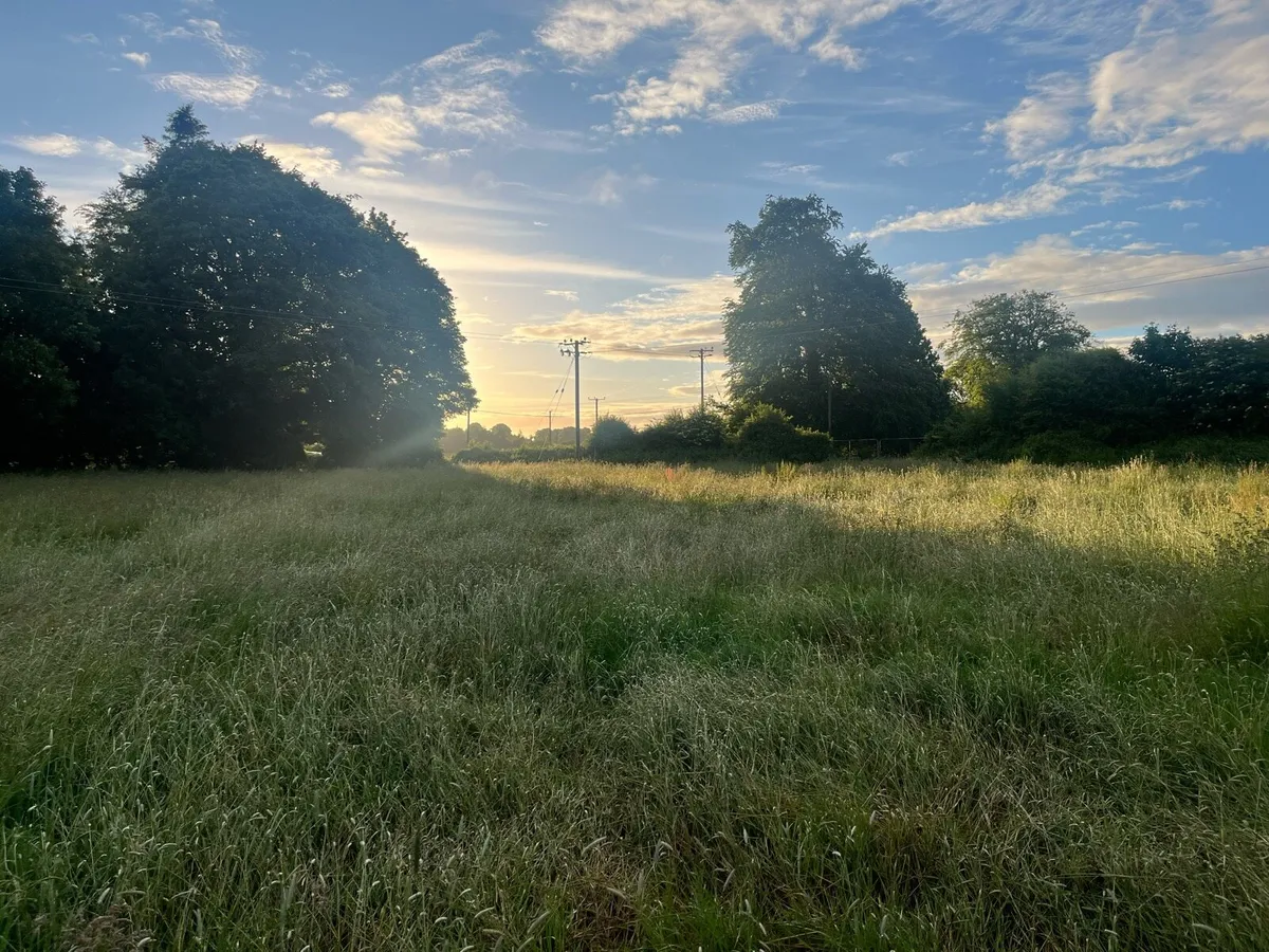 Grass - Image 3