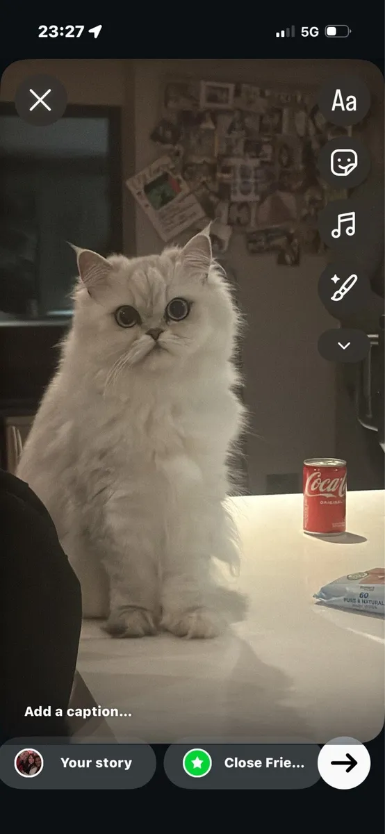 Persian cat - Image 1