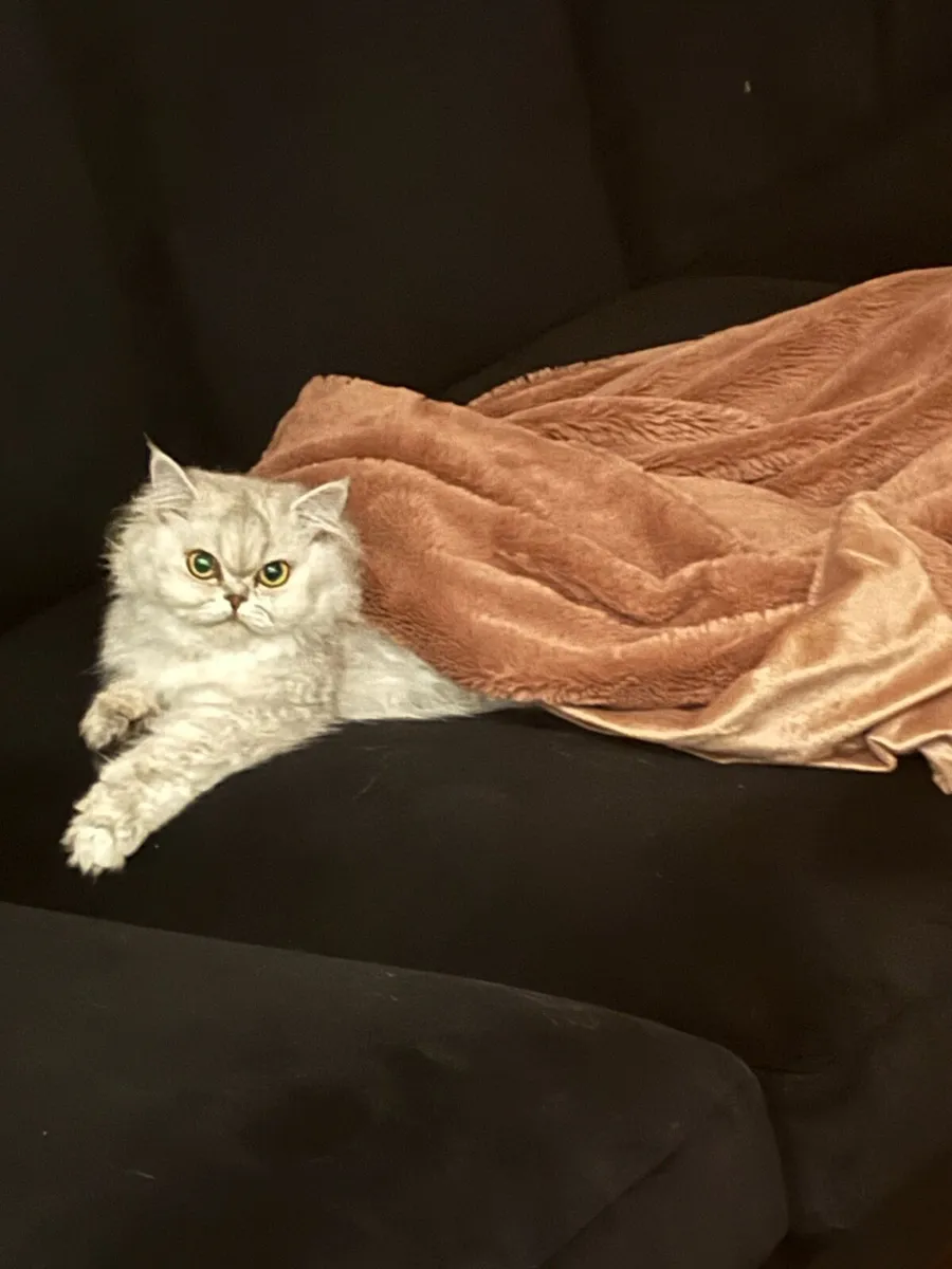 Persian cat - Image 2