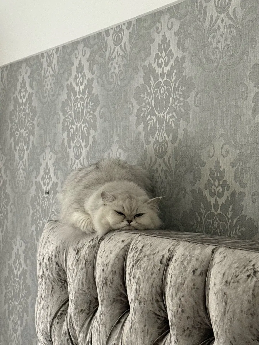 Persian cat - Image 3