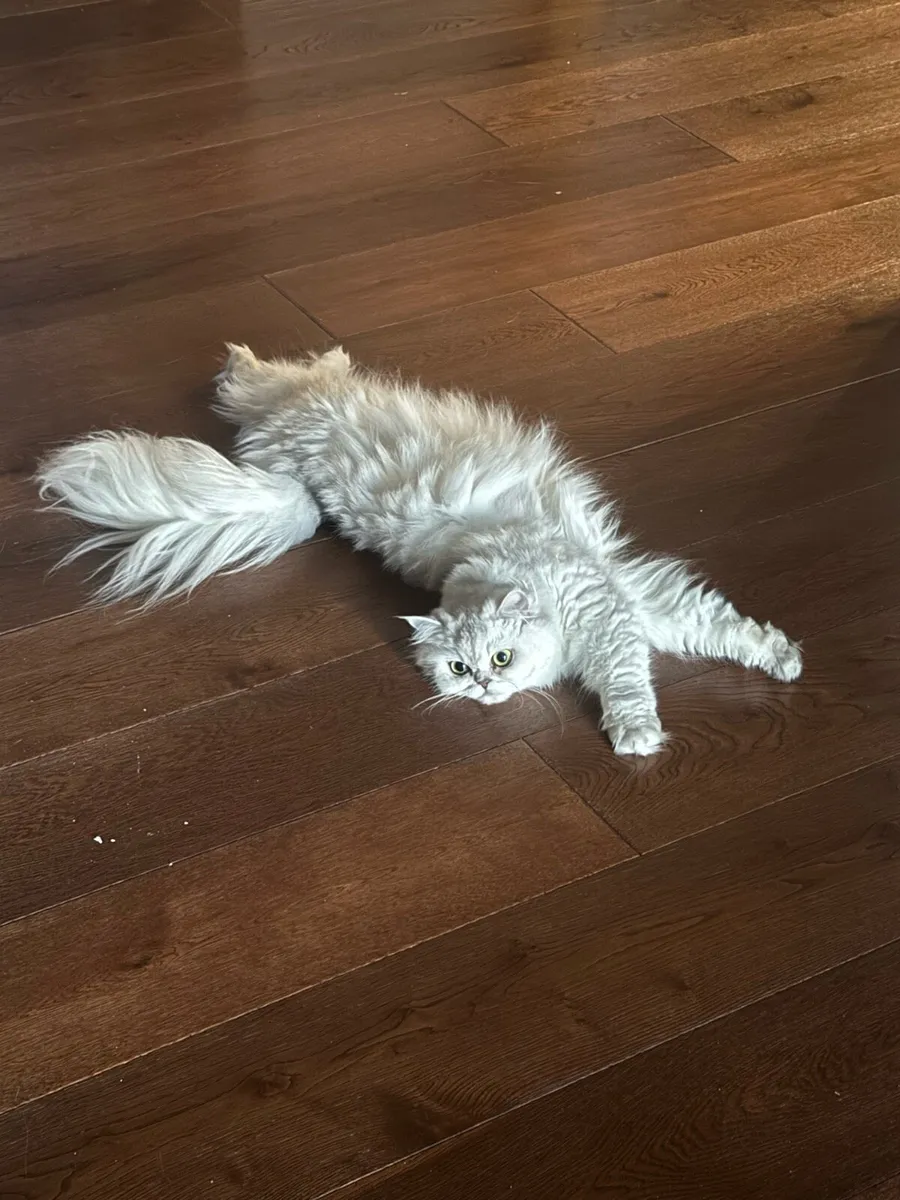 Persian cat - Image 4