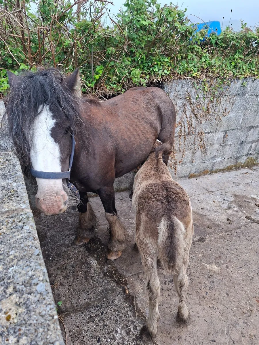 Cob and foal - Image 1