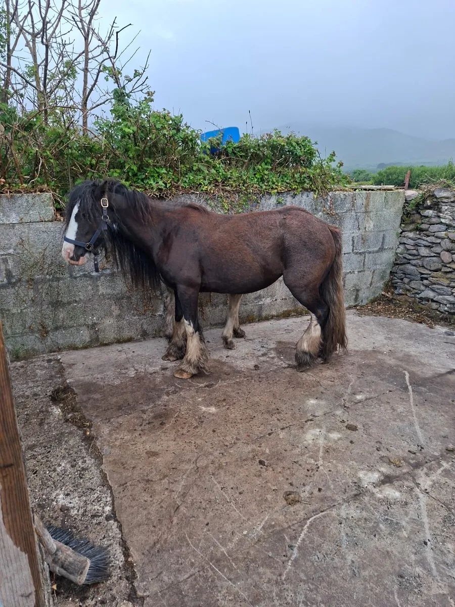 Cob and foal - Image 3
