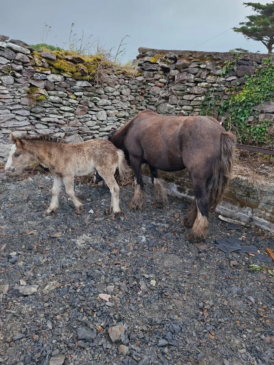 Cob and foal - Image 2