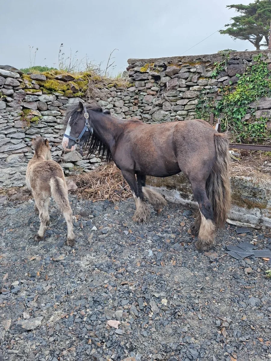 Cob and foal - Image 4