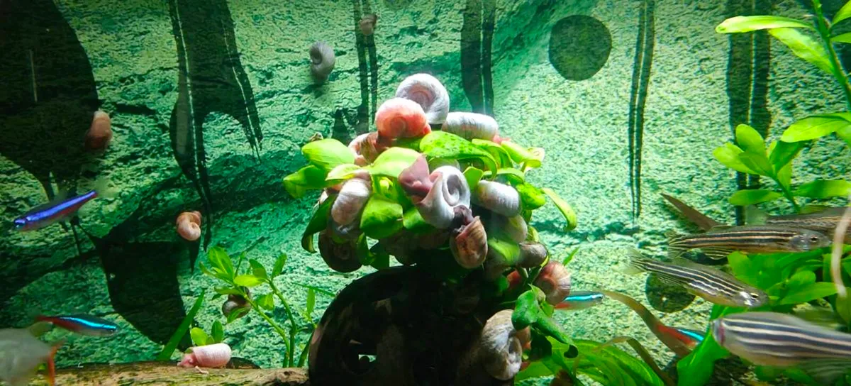 Aquarium Snails Ramshorn & Malaysian Trumpet - Image 1