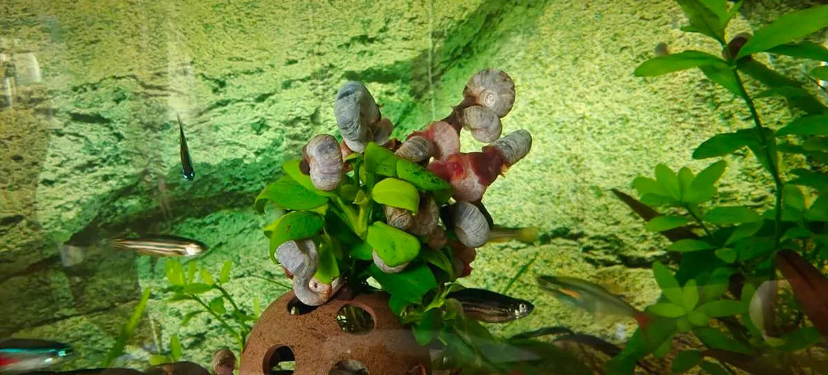 Aquarium Snails Ramshorn & Malaysian Trumpet - Image 2