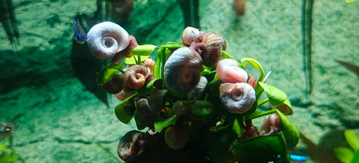 Aquarium Snails Ramshorn & Malaysian Trumpet - Image 3
