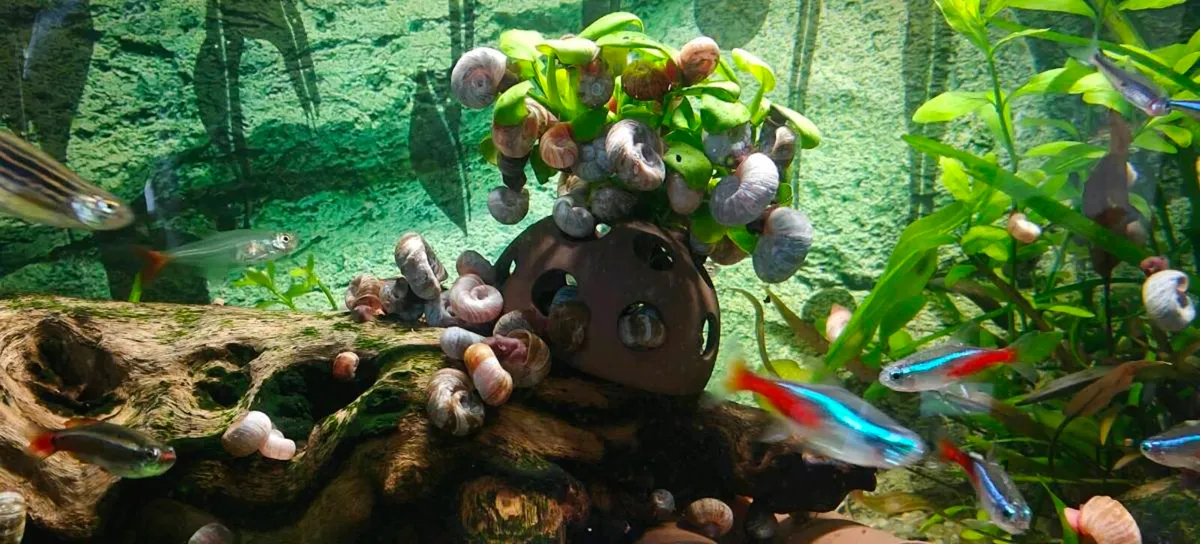Aquarium Snails Ramshorn & Malaysian Trumpet - Image 4