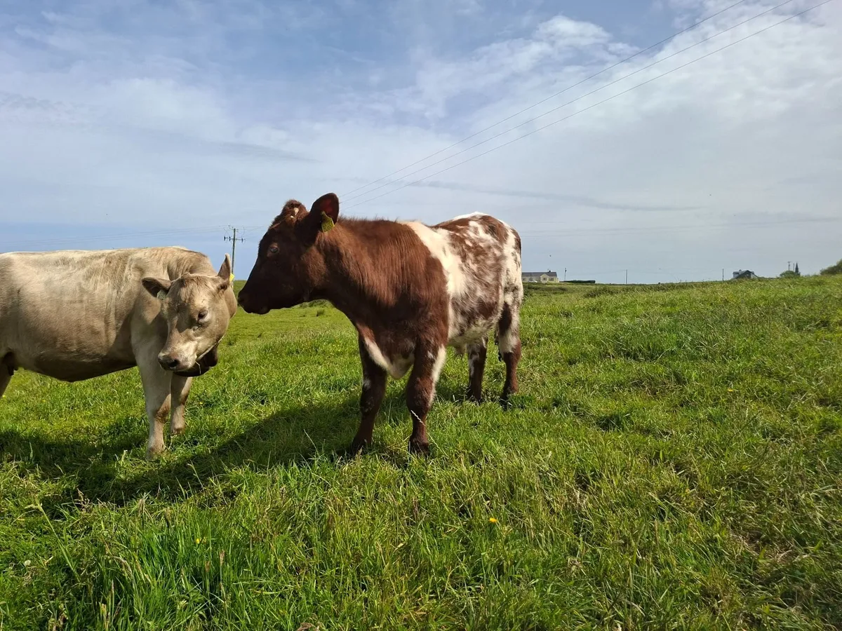 3 PBR shorthorn bulls - Image 2