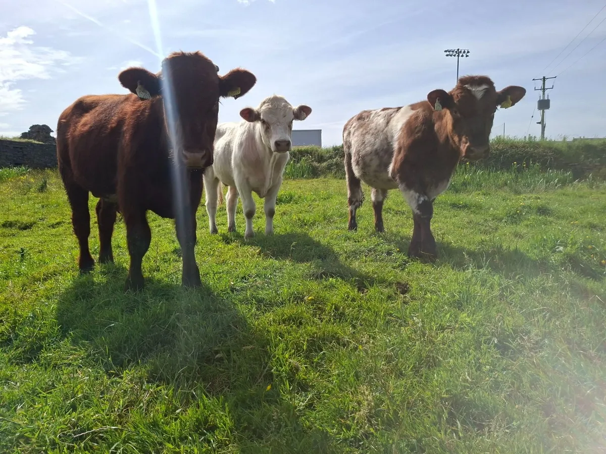 3 PBR shorthorn bulls - Image 1