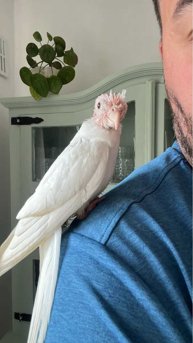 Cockatiel hand reared - Image 2