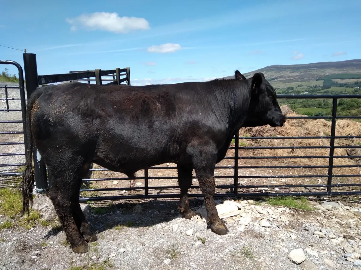 Angus Bulls - Image 2