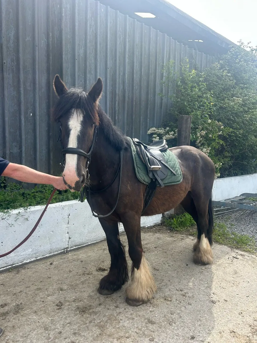 147 4yo cob - Image 1