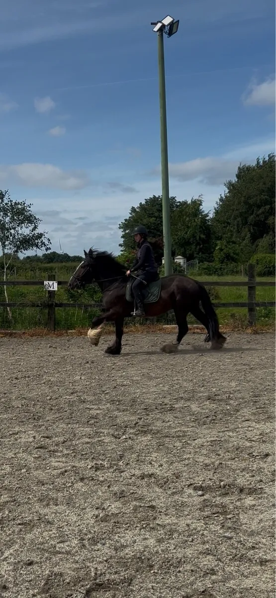 147 4yo cob - Image 3